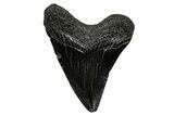 Juvenile Megalodon Tooth - South Carolina #353310-1